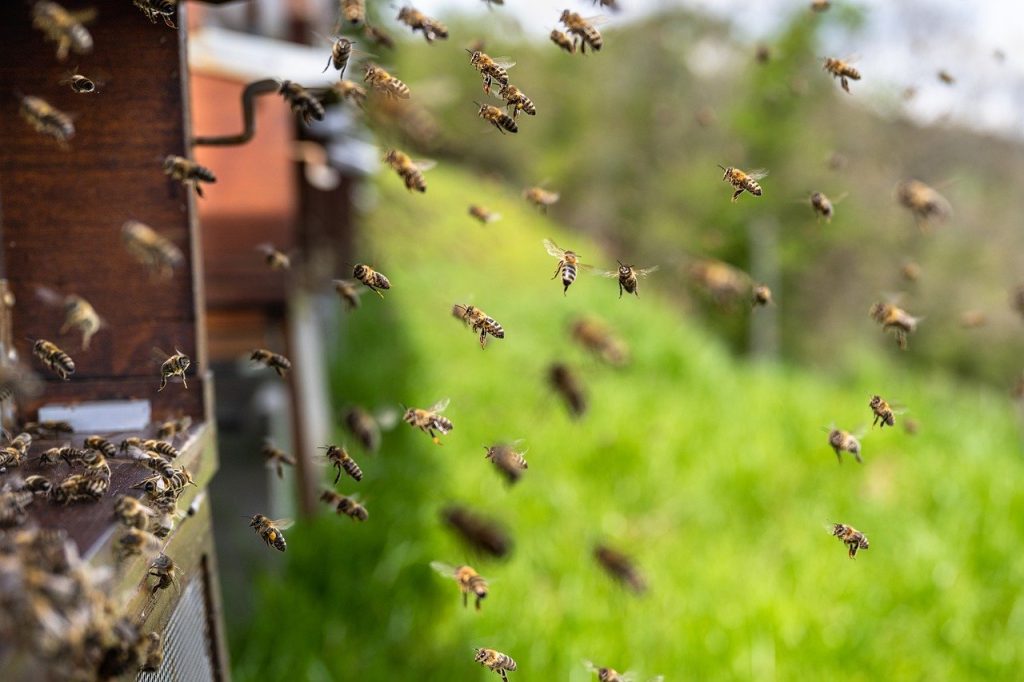 Fabriquer une ruche pour abeilles